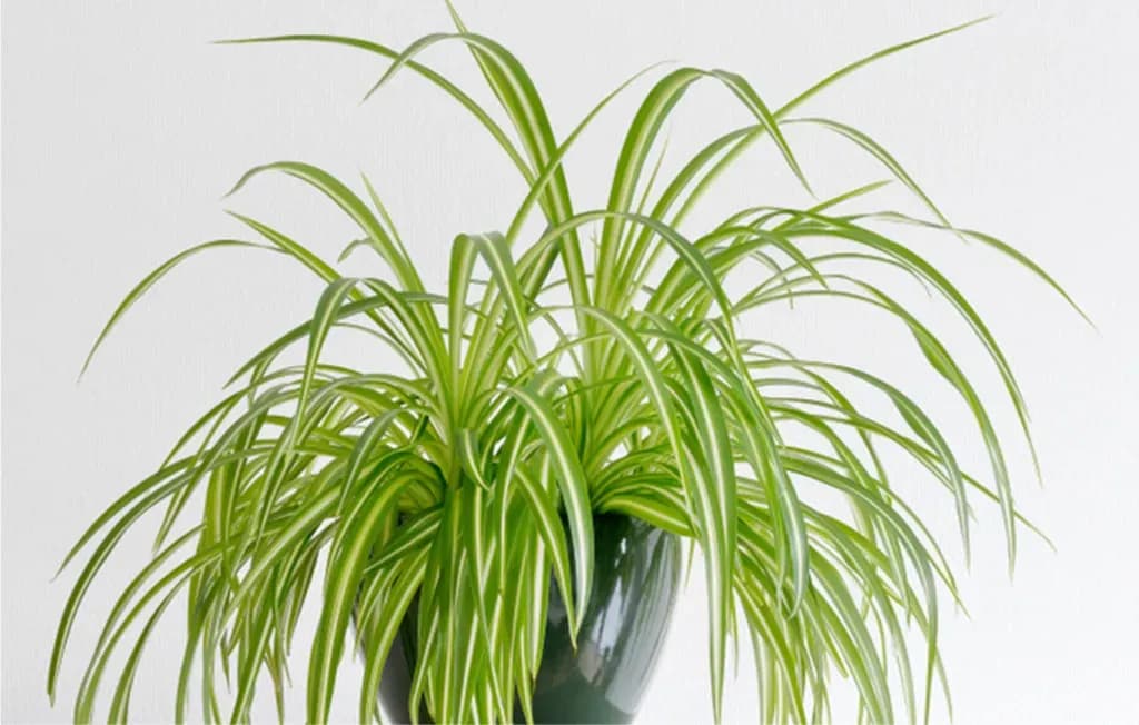 green spider plant