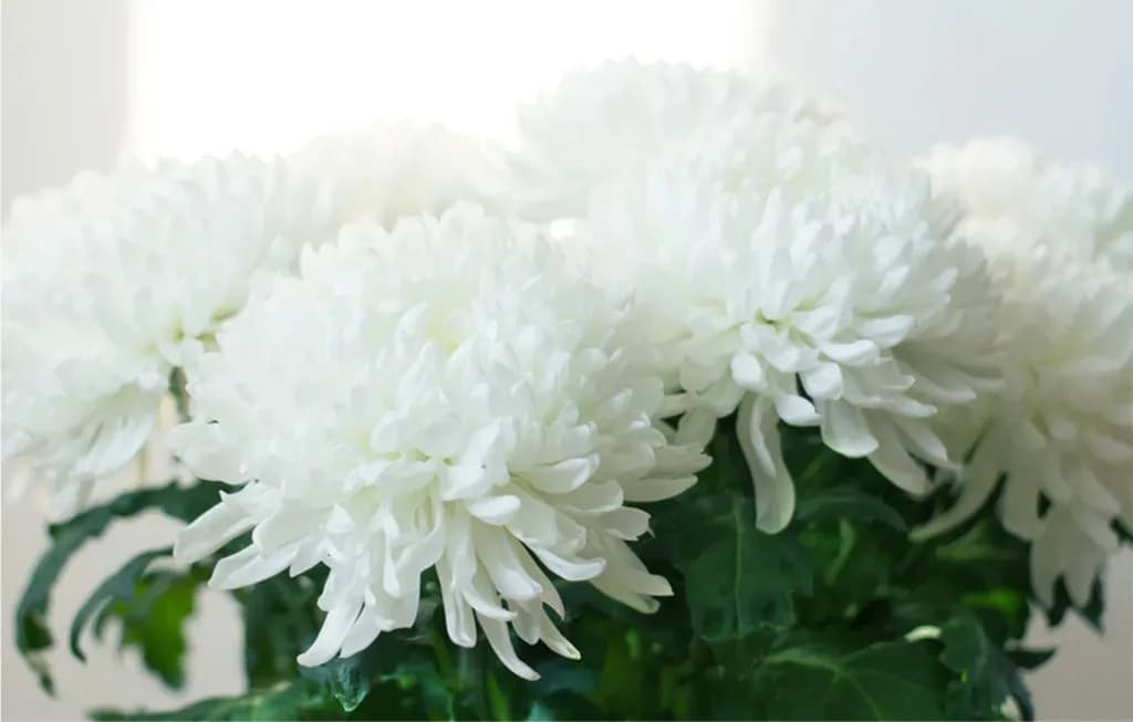 close up of Chrysanthemums