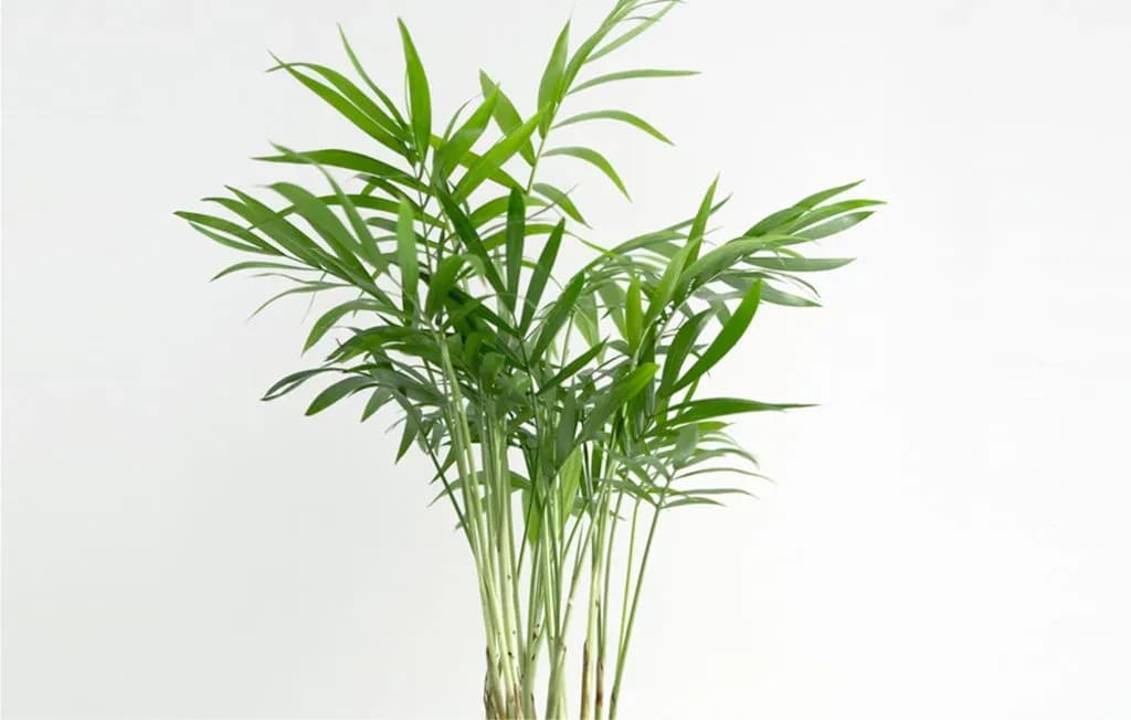 bamboo palms