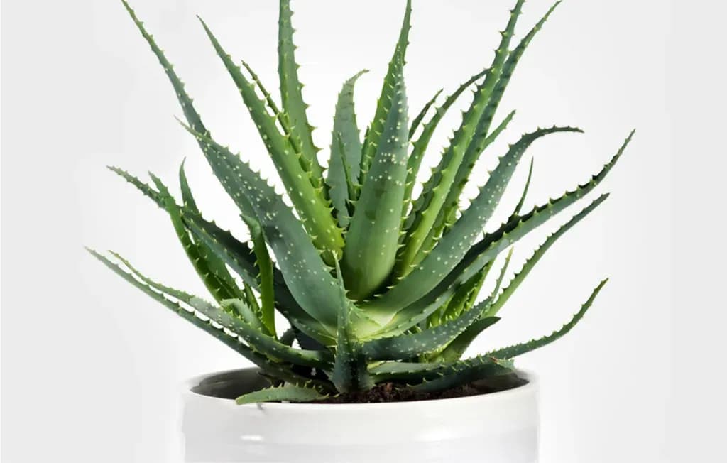 aloe vera plant