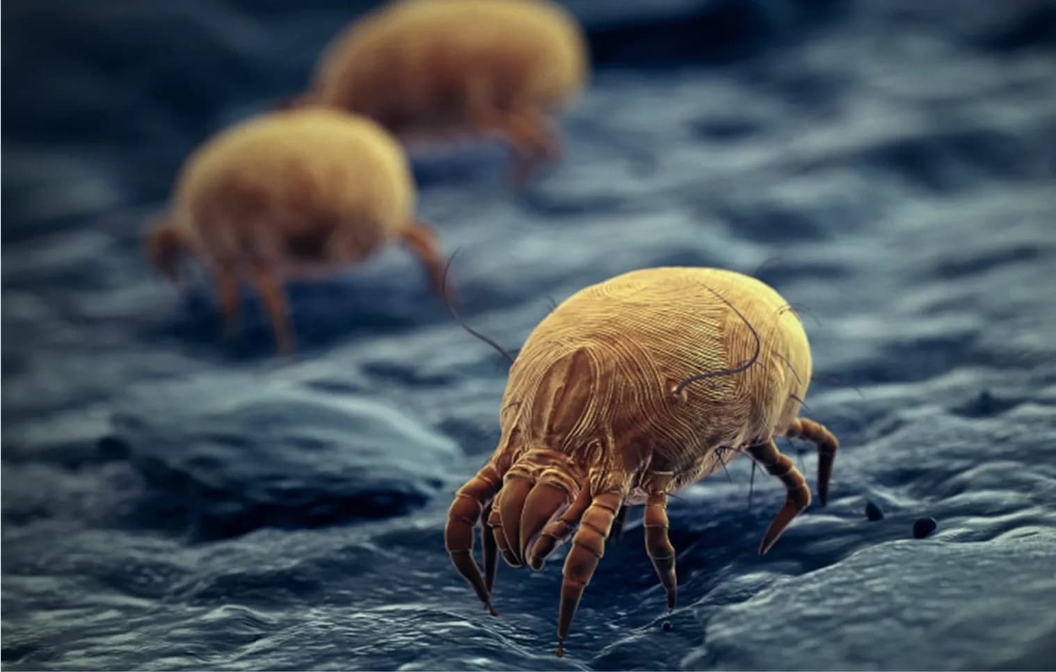 Dust mites are also an allergy trigger and buying an air purifier may aid this